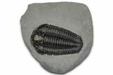 Calymene Niagarensis Trilobite Fossil - New York #357092-1